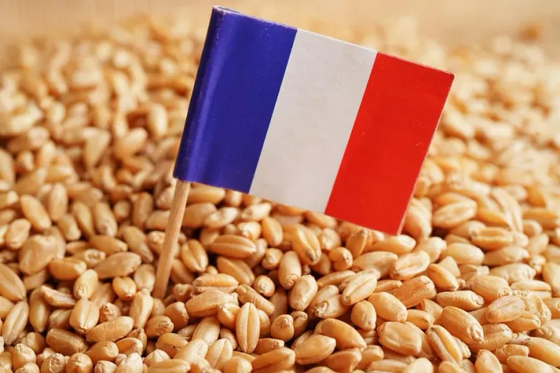 France's Seed-Saving Movements Are Inspiring Others