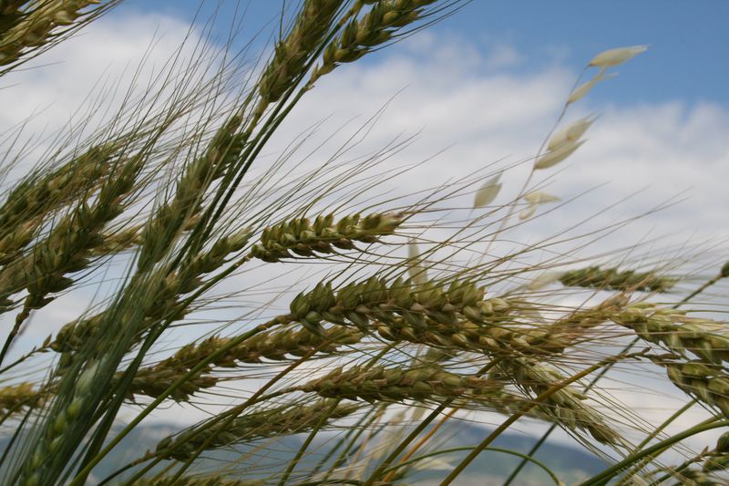 Britain Lost Much Of Its Wheat Heritage But It's Making A Comeback
