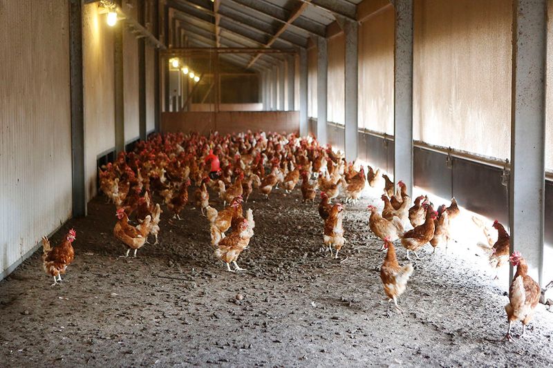 Cage-Free