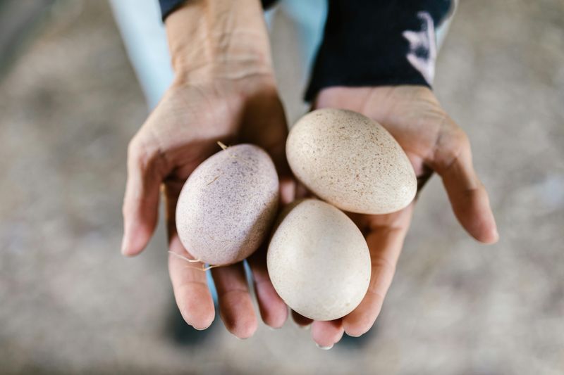 Use Eggs As An Affordable Protein Source
