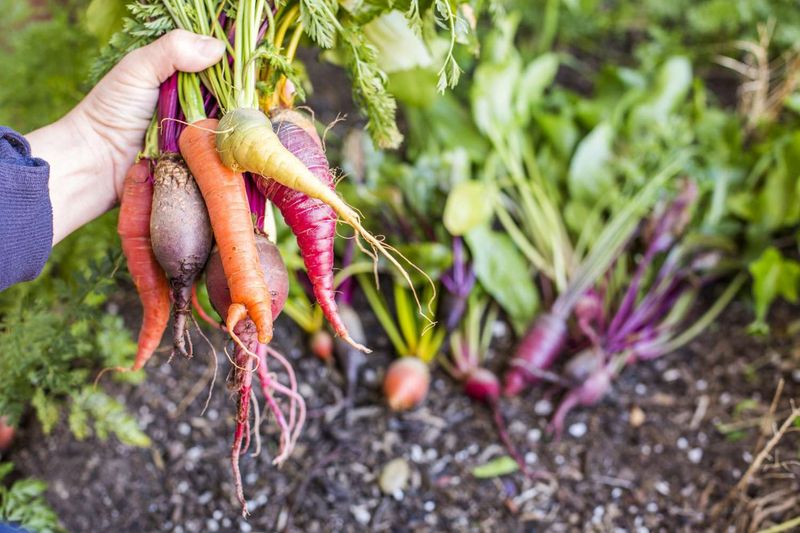 Root Vegetables