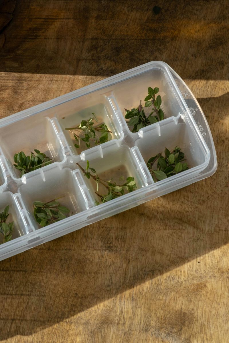 Photo of Thyme in Ice Cubes Tray