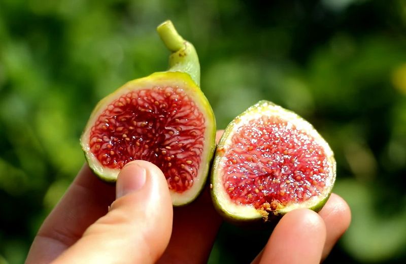 Adriatic Figs