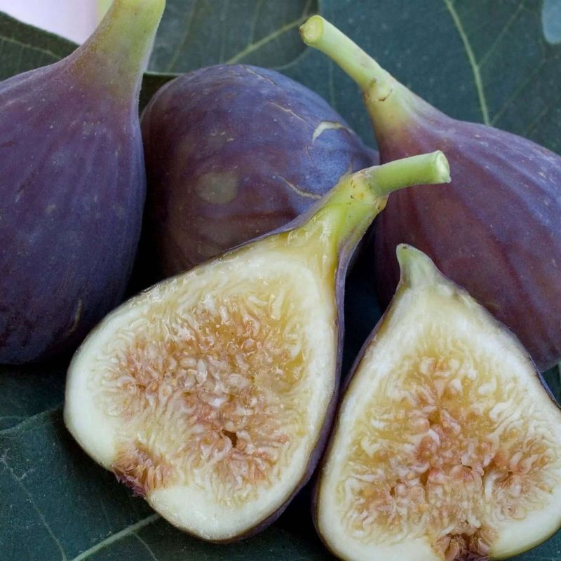 Osborne Prolific Figs