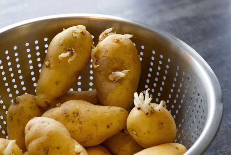 Eating Sprouted Potatoes