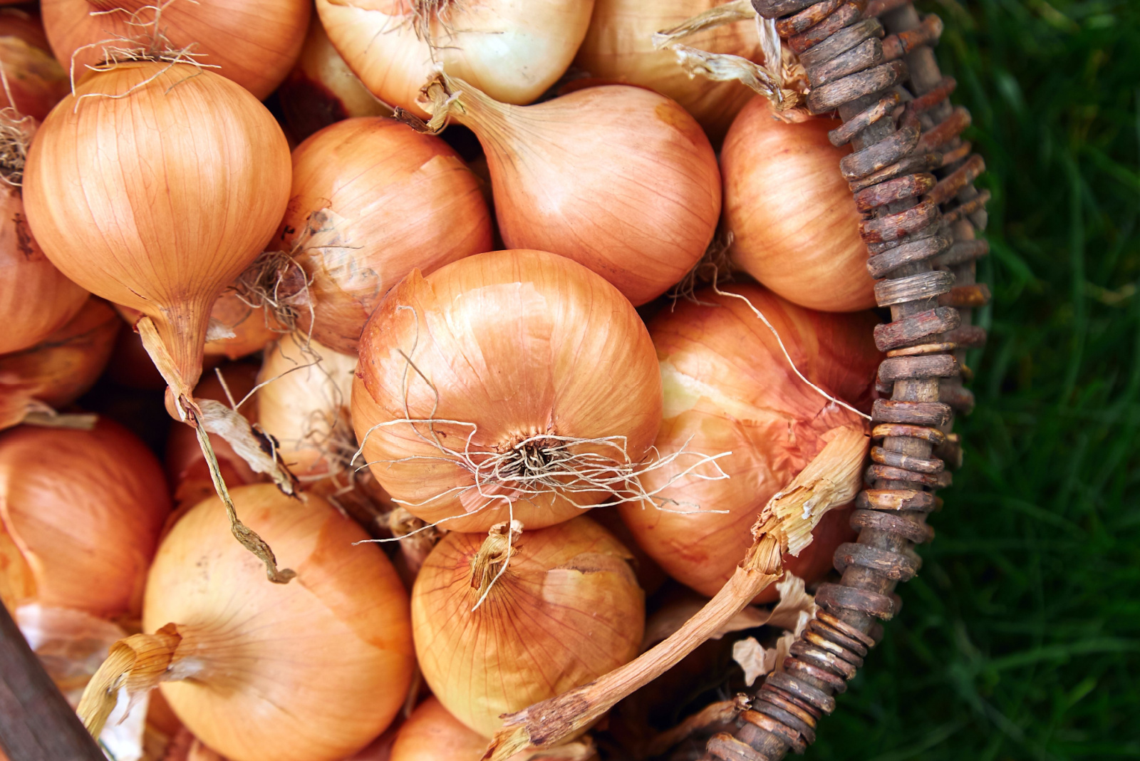 Fresh onions harvest in wooden basket on grass. Freshly dug onion bulbs. Onions after harvesting from village garden. Village gardening. Bio products healthy lifestyle.