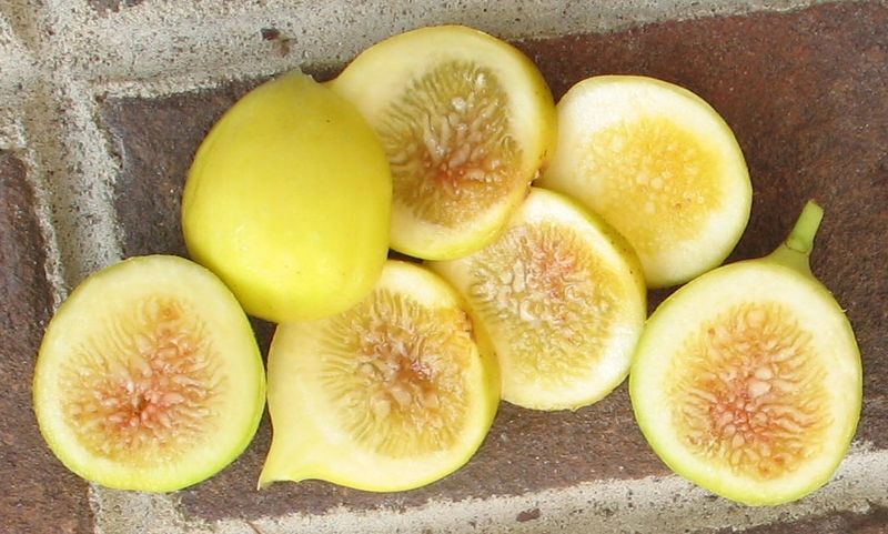 Excel Figs