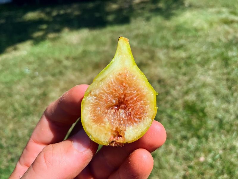 King (Desert King) Figs