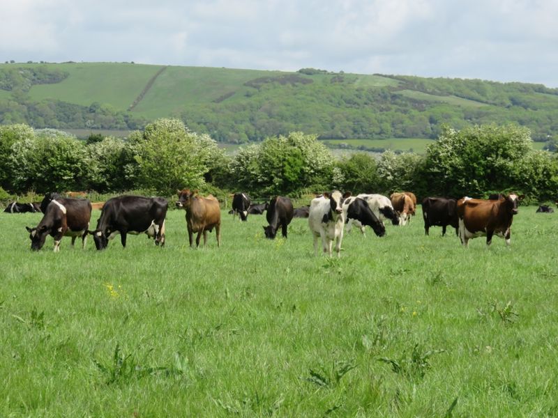 Pasture-Fed