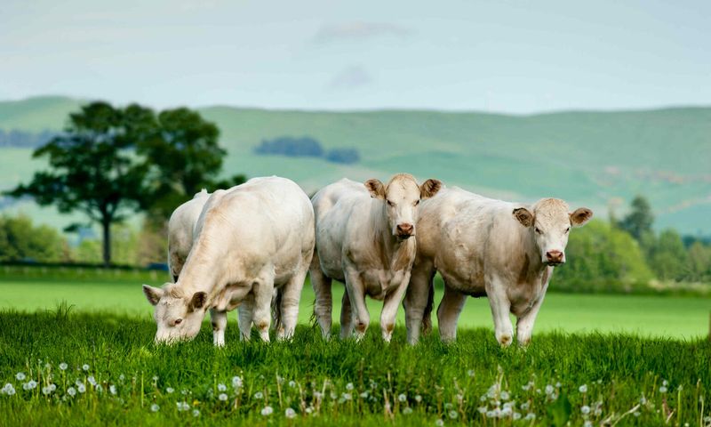 Grass-Fed
