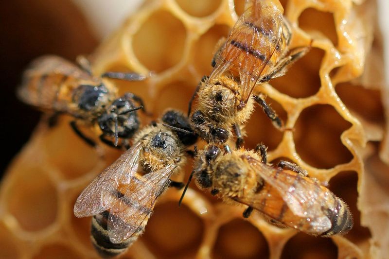 Honey Products