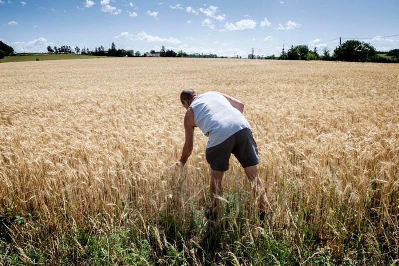 France Still Has A Deep Connection To Wheat And Farming