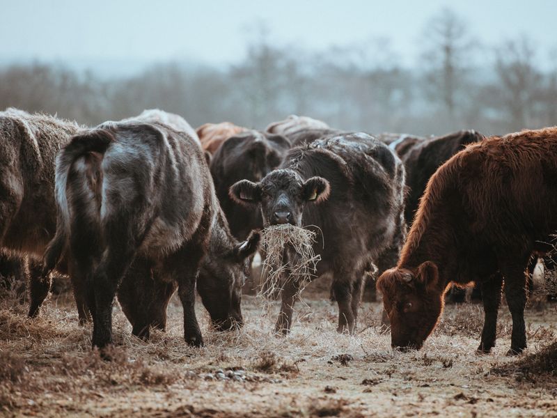 Where Is Your Beef Sourced From?