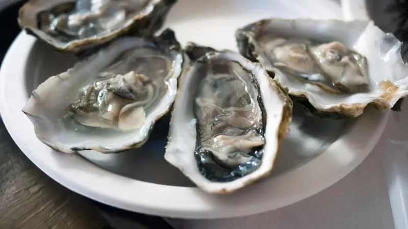 Oysters