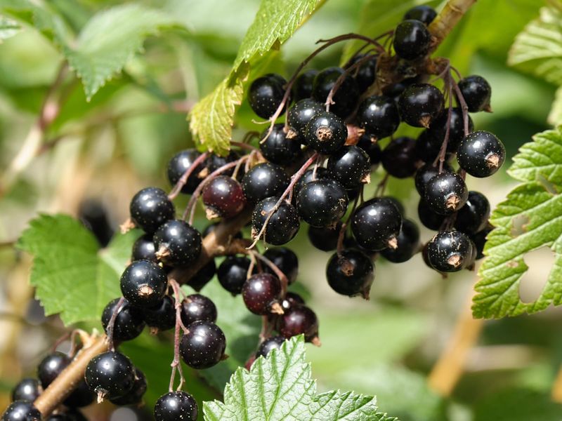 Blackcurrants