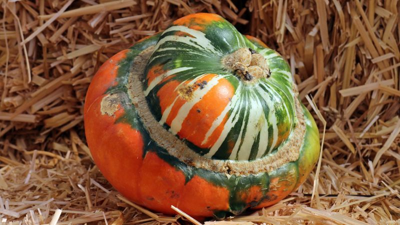Turban Squash