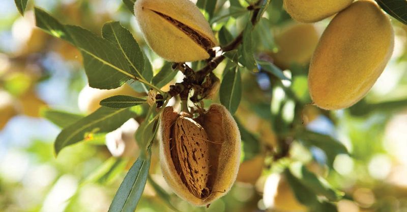 Almonds