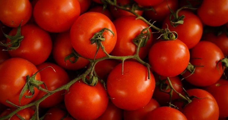 Tomatoes