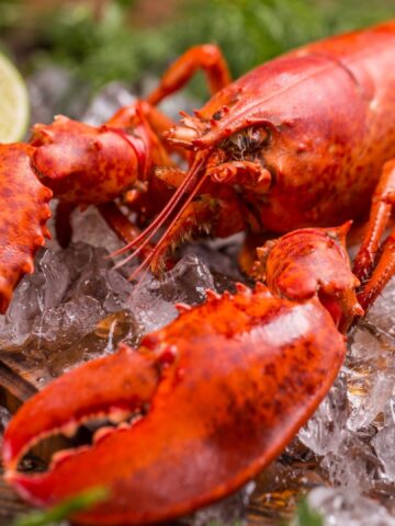 Before Buying Lobster Remember To Check For This Red Flag