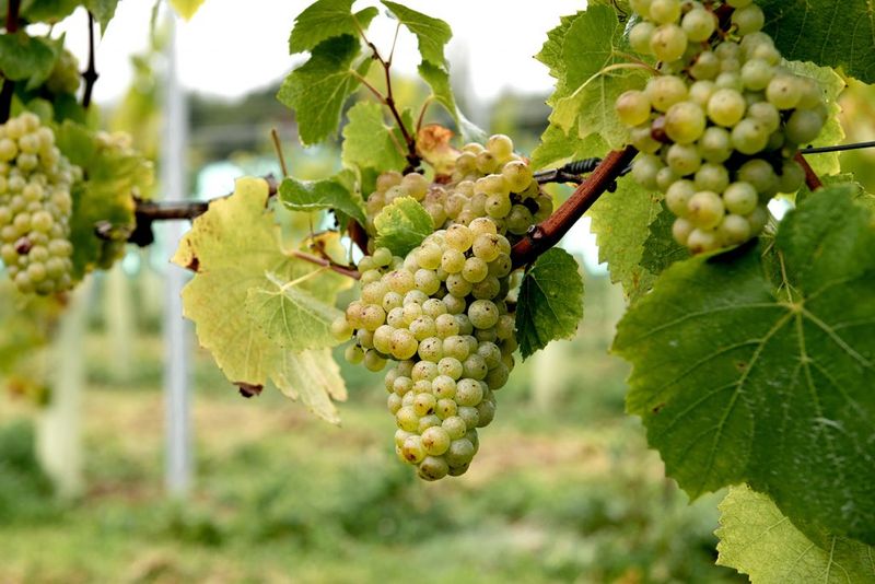 Wine Grapes