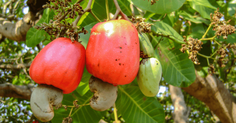 Cashew Nuts