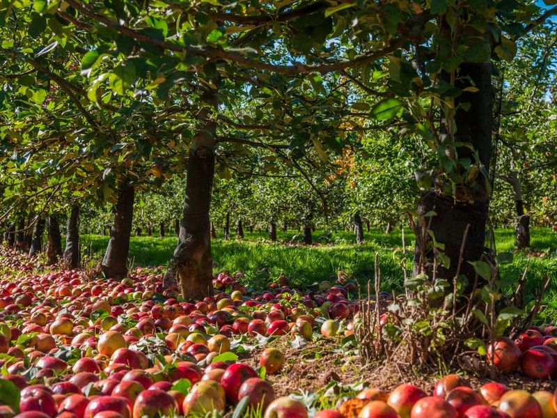 Apple Day: A Global Celebration