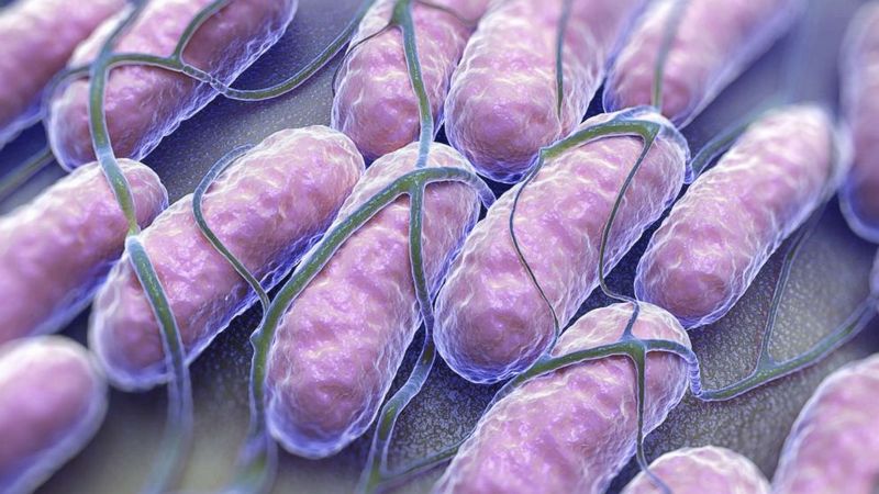 Intestines Are A Potential Bacteria Hazard