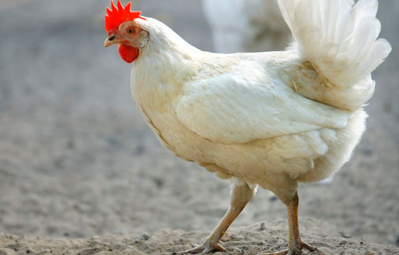 Why Chicken Lungs May Contain Parasites