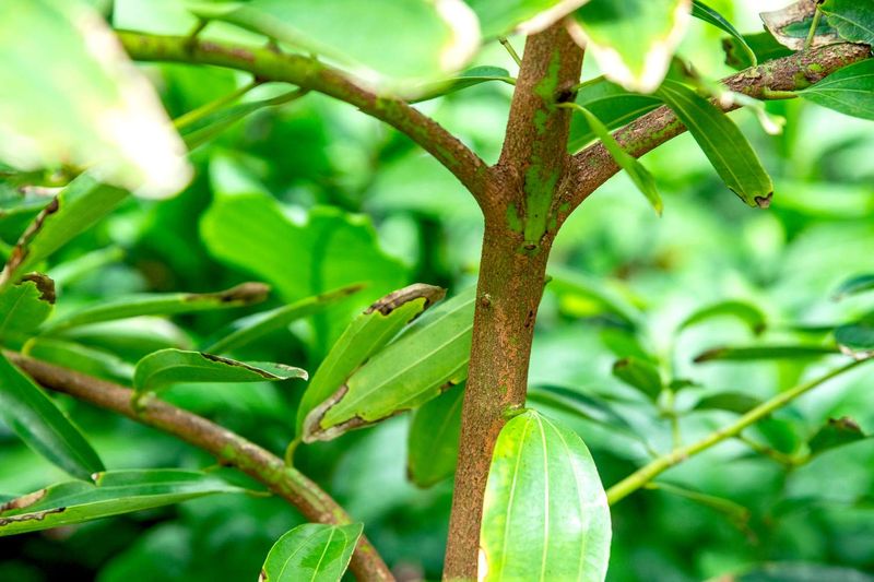 Cinnamon