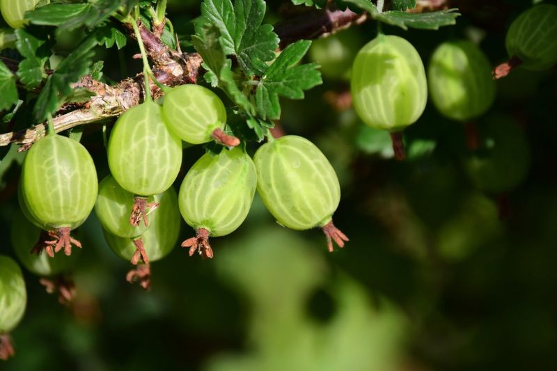 Gooseberries