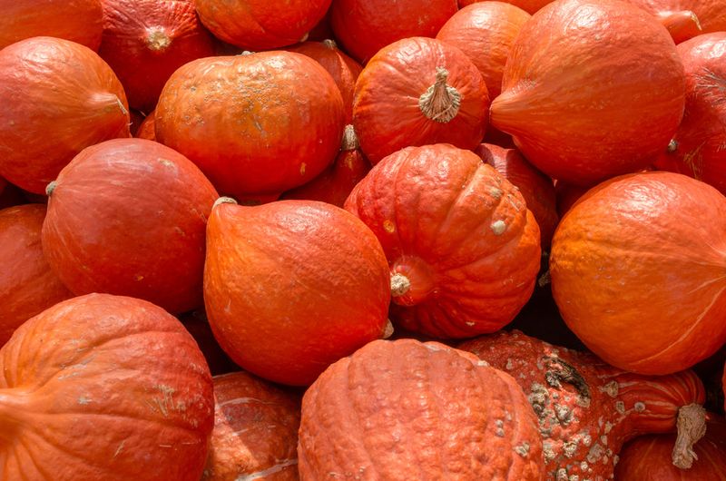 Golden Hubbard Squash