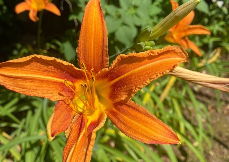 Daylily