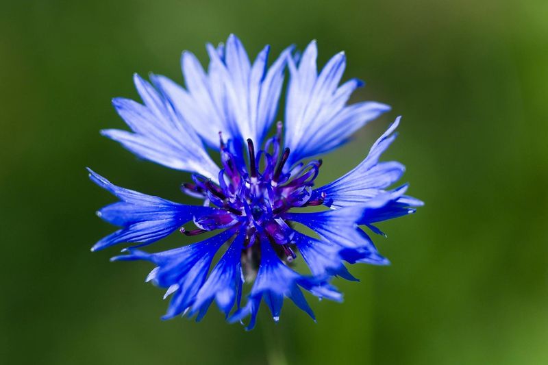 Cornflower