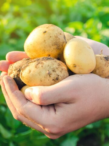 Everything You've Always Wanted To Know About Potatoes