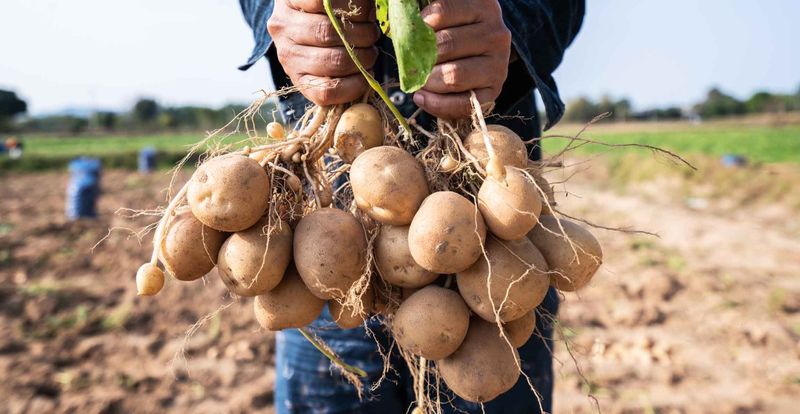 Potatoes Are A Global Food Staple