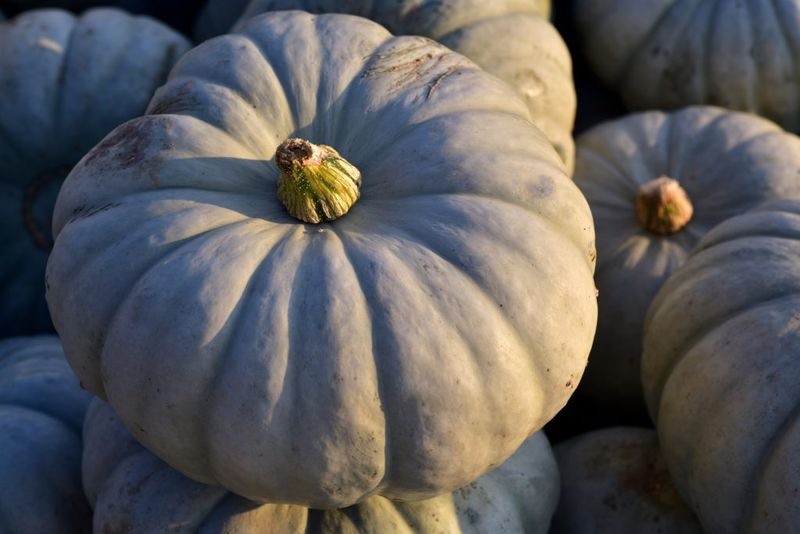 Crown Prince Squash
