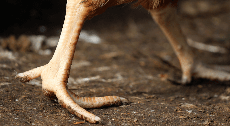 Chicken Feet Aren't Always Fully Cleaned