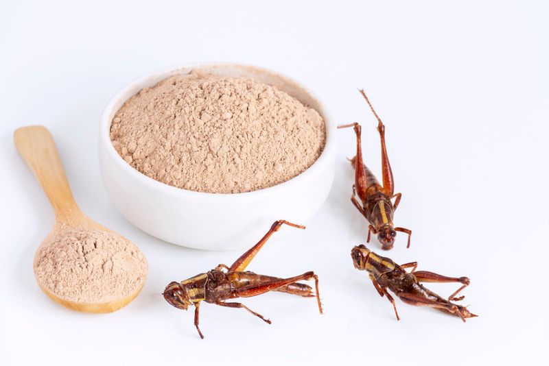 Edible Insects