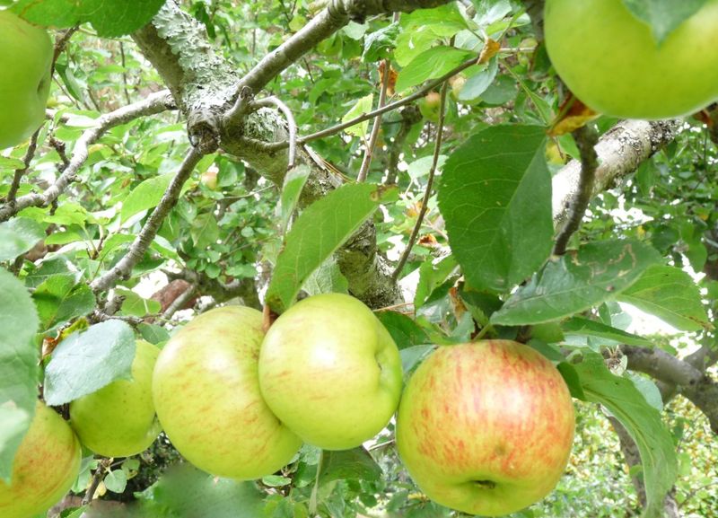Bramley Apples