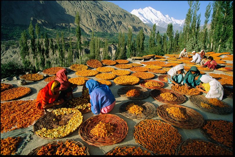 Hunza Valley Apricots