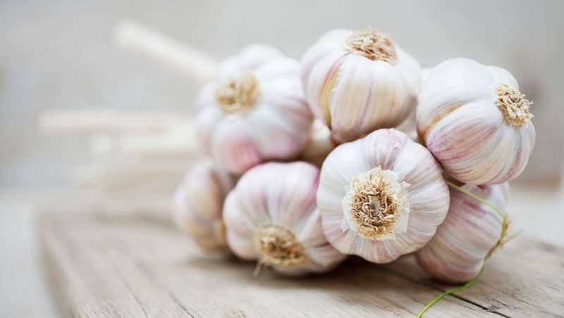 Garlic