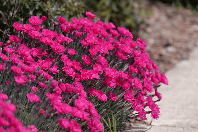 Dianthus