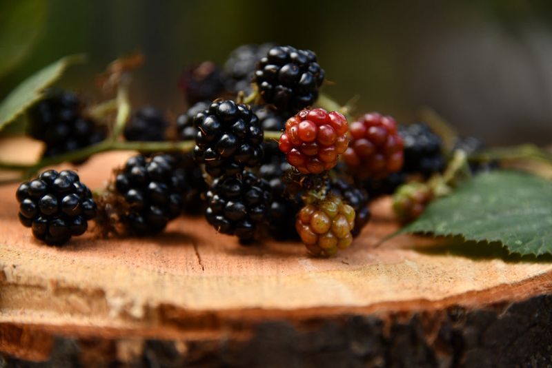 Blackberries