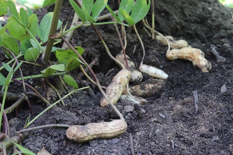 Peanuts