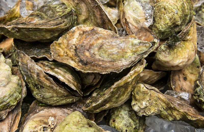 Shellfish