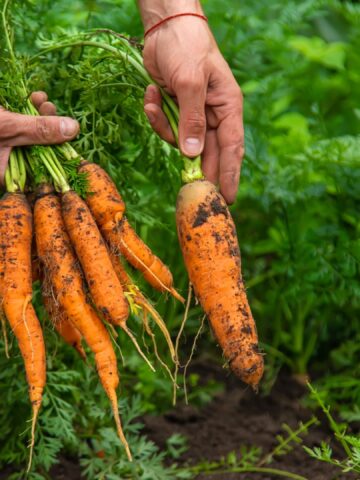 Plant These 5 Vegetables Now To Enjoy An Autumn Harvest
