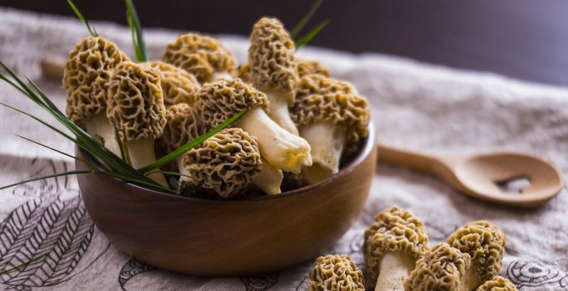 Morel Mushrooms