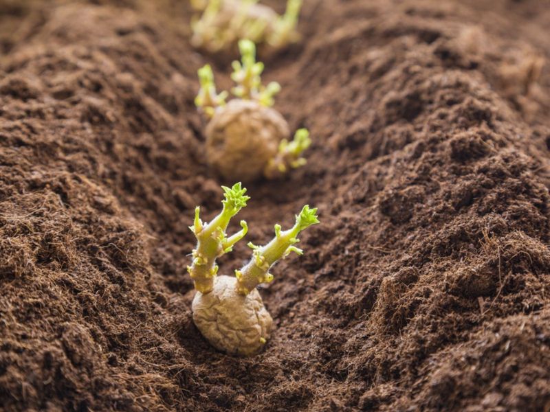 You Can Grow Potatoes From Potatoes