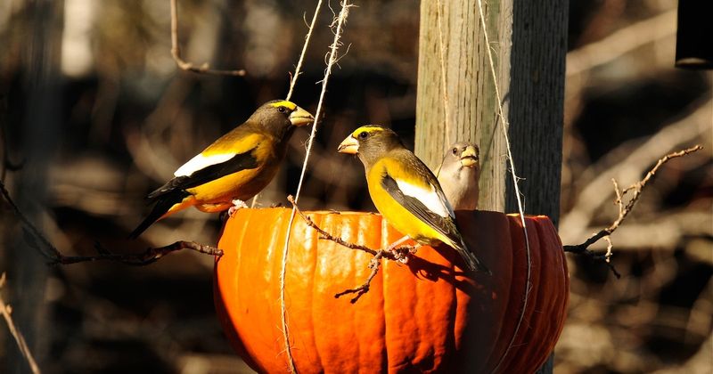 Garden Bird Feed Mix