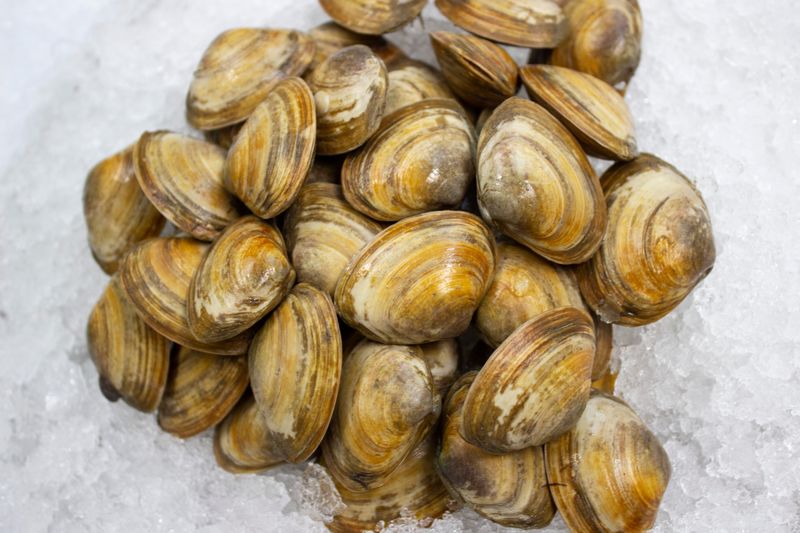 Butter Clams